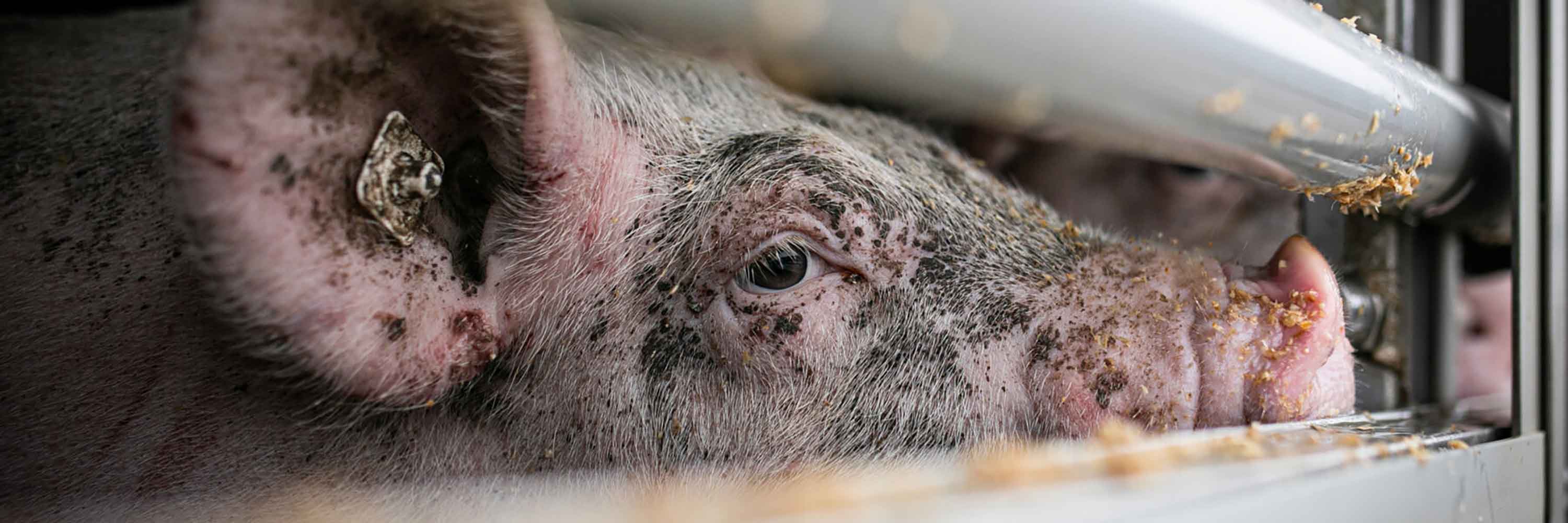 Pig being transported