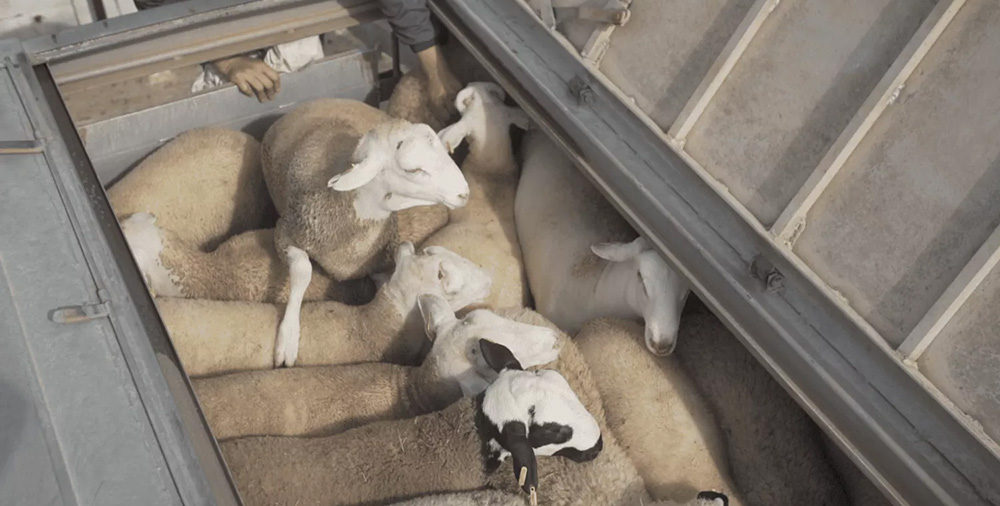 Animals tightly confined