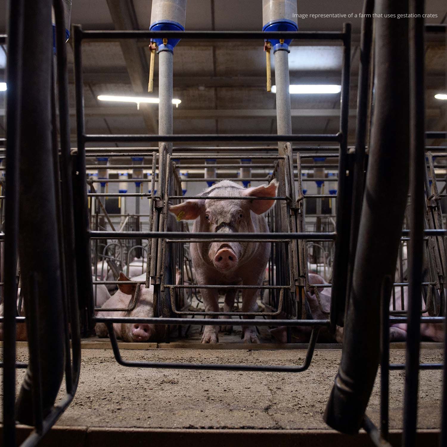 pig in gestation crate