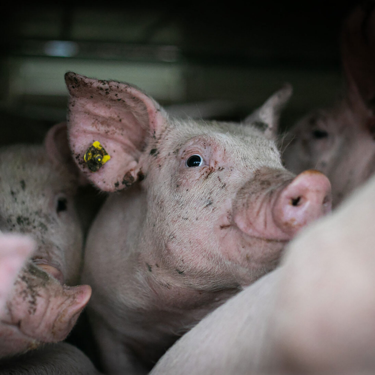 Pig in factory farm