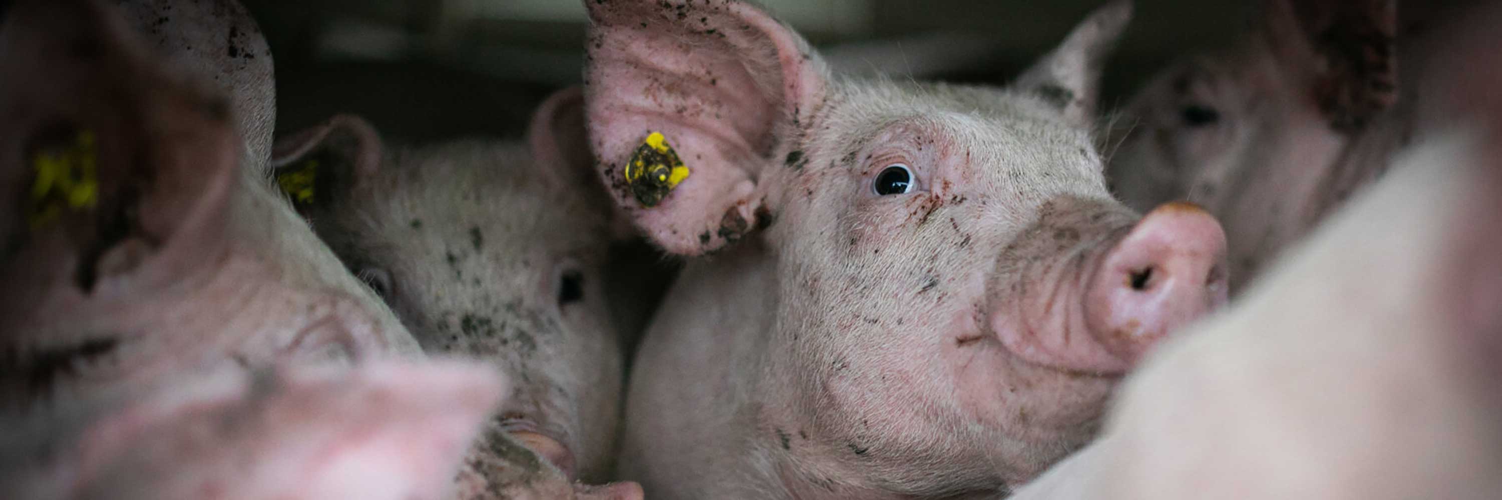 Pig in factory farm