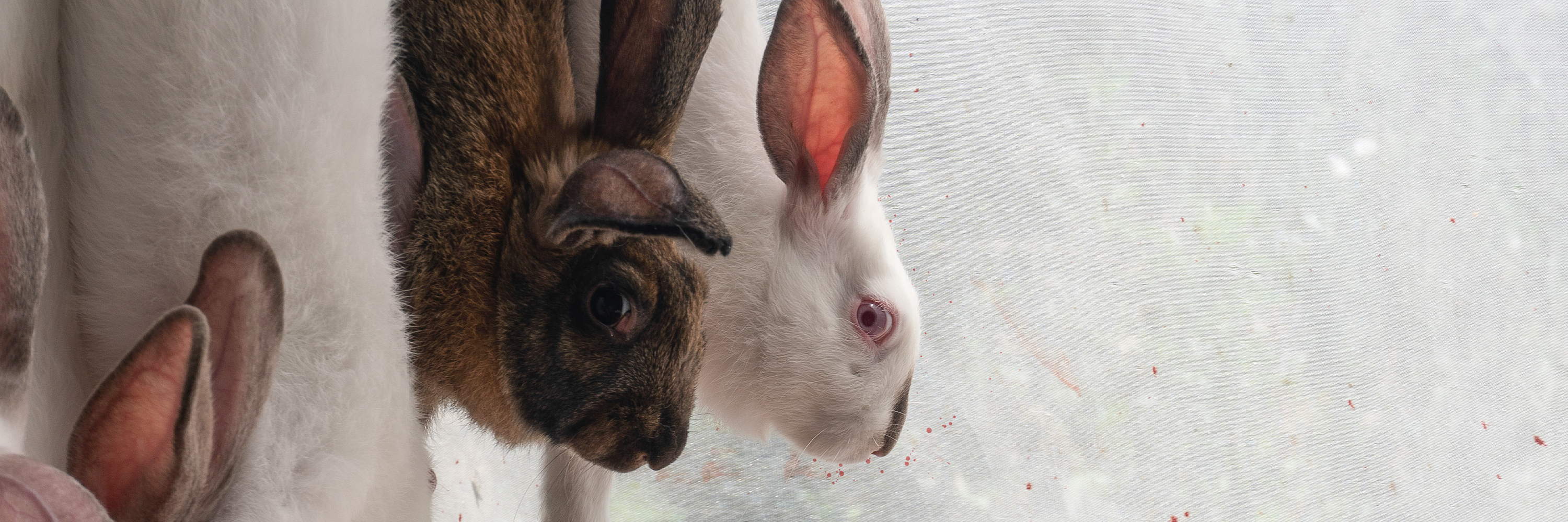 Mexico Rabbit Investigation 2024