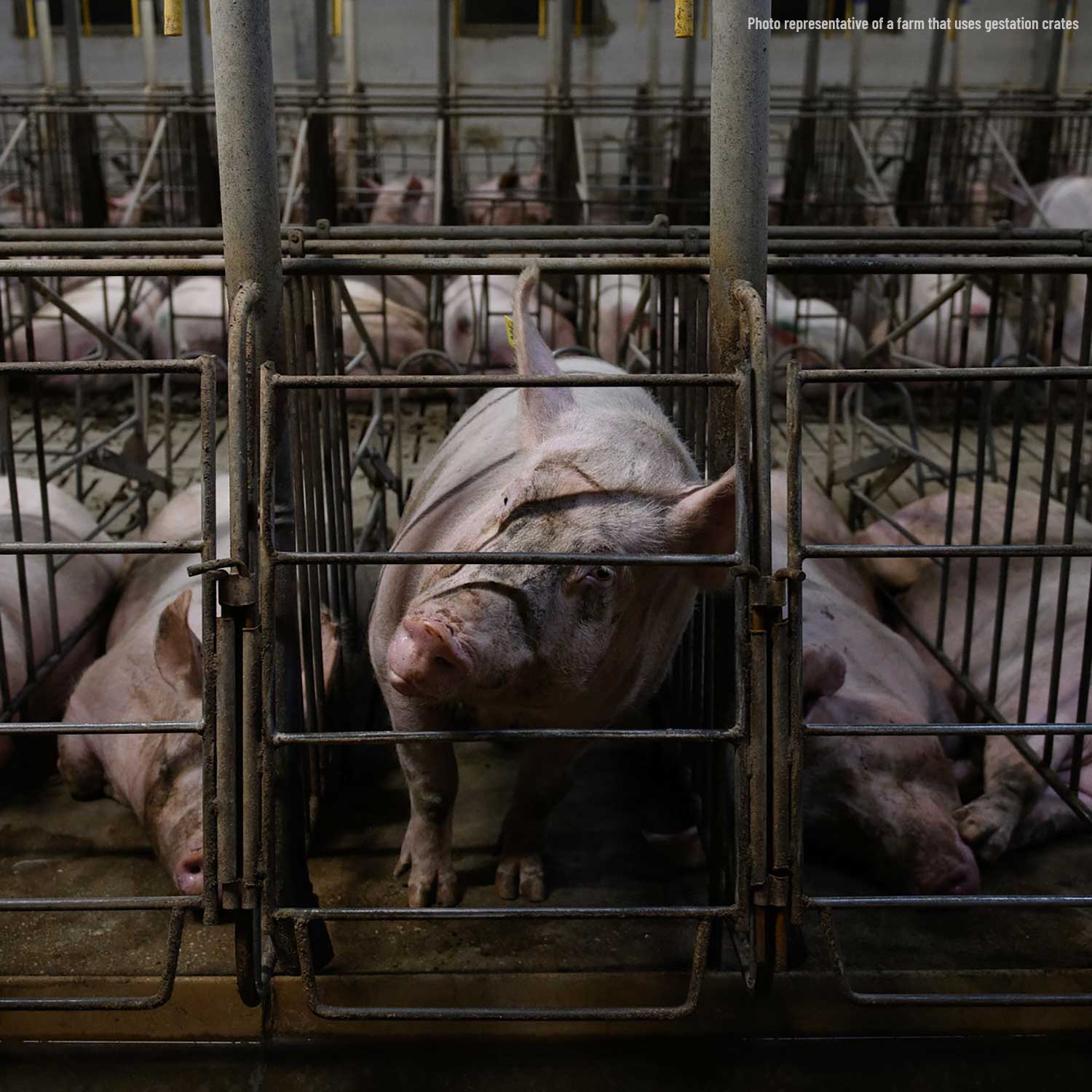 pig in gestation crate