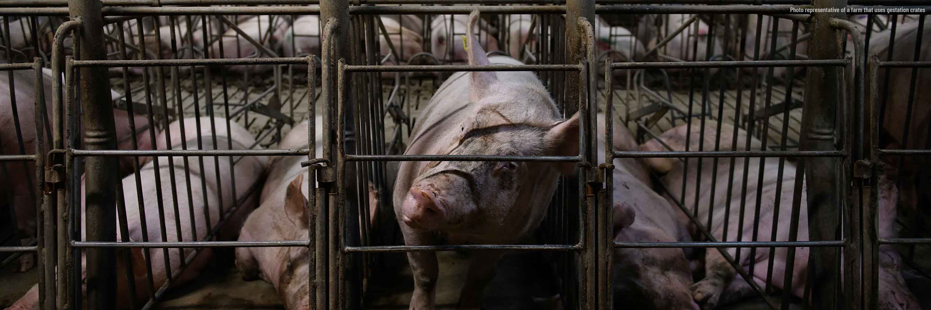 pig in gestation crate