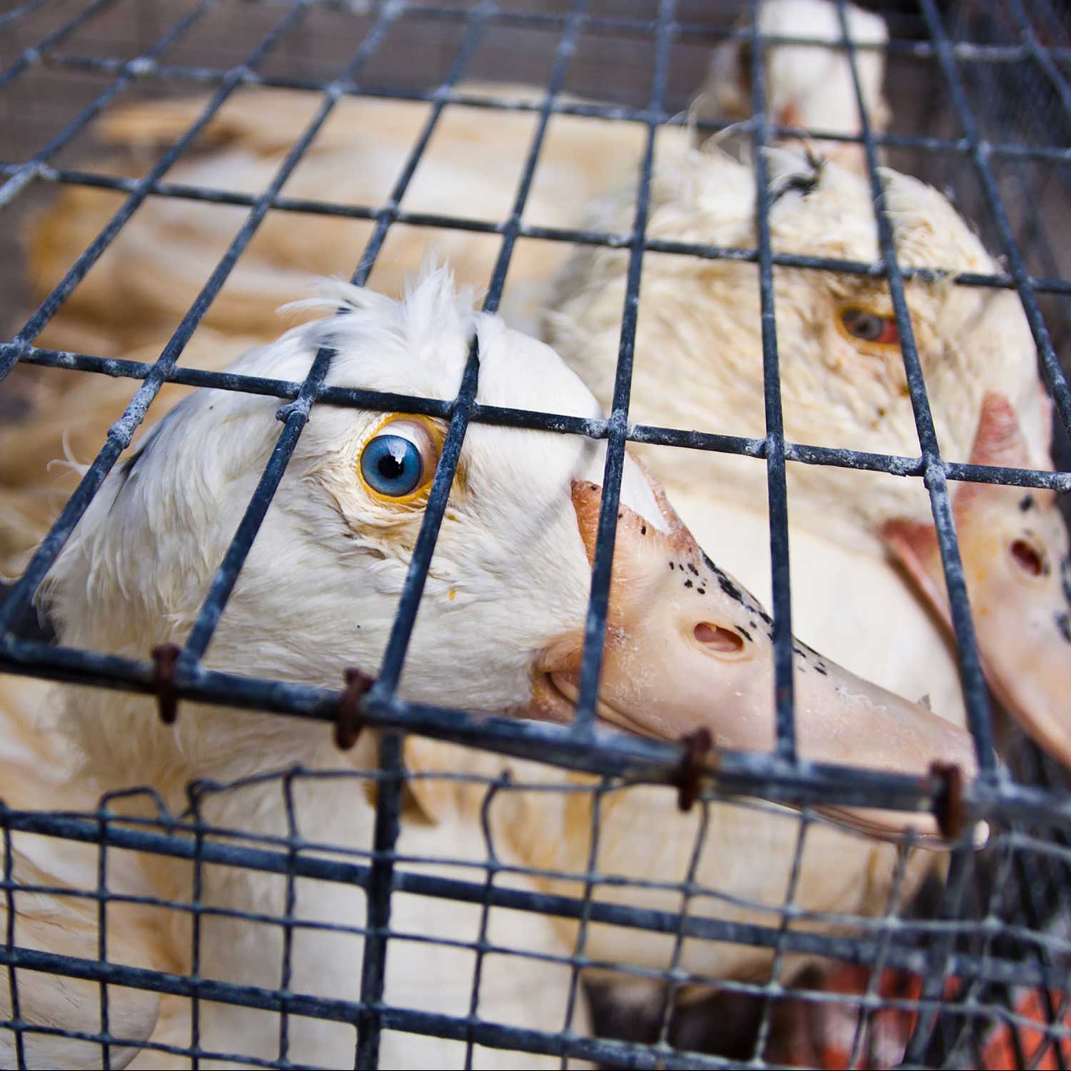 Duck in cage