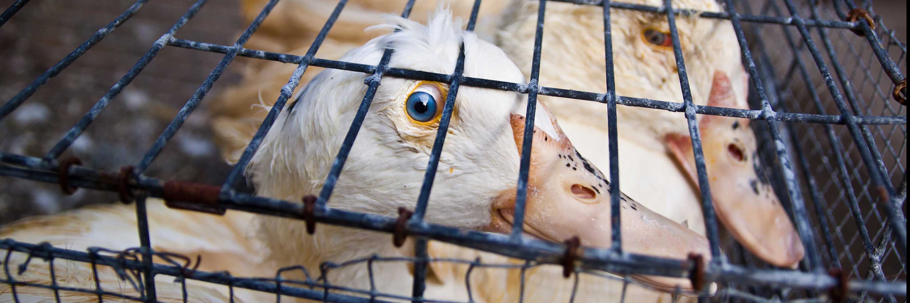 Duck in cage