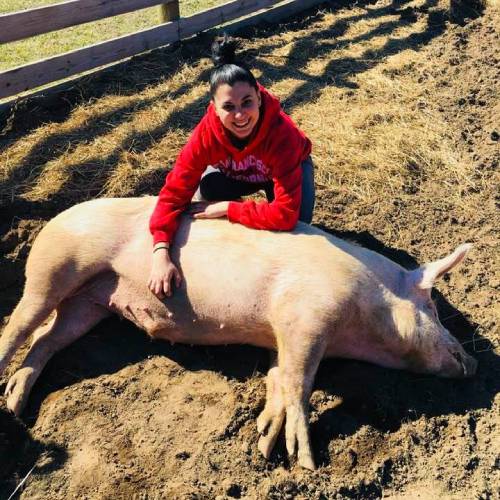 Head,Mammal,Smile,Grass,Domestic pig