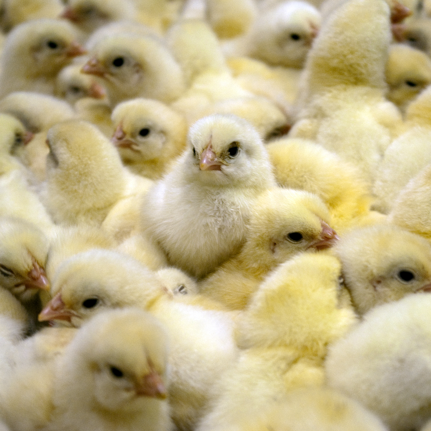 Bird,Beak,Feather,Yellow,Ducks, geese and swans,farmed animal