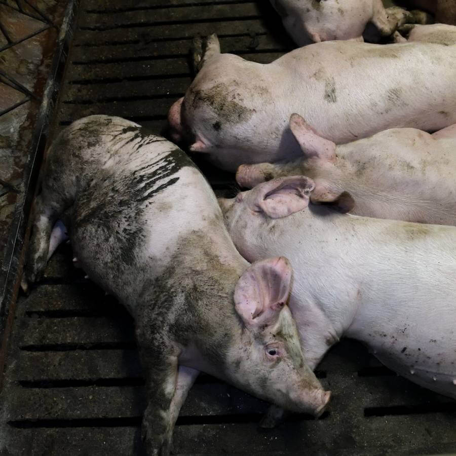 Domestic pig,Snout,Vegetable,farmed animal,Wildlife,Flesh