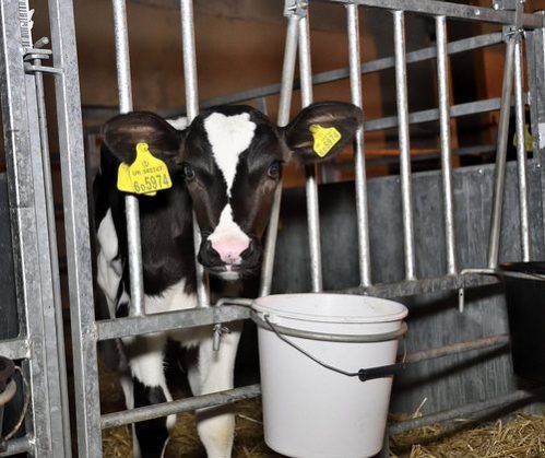 Mammal,Yellow,Dairy cow,Snout,farmed animal