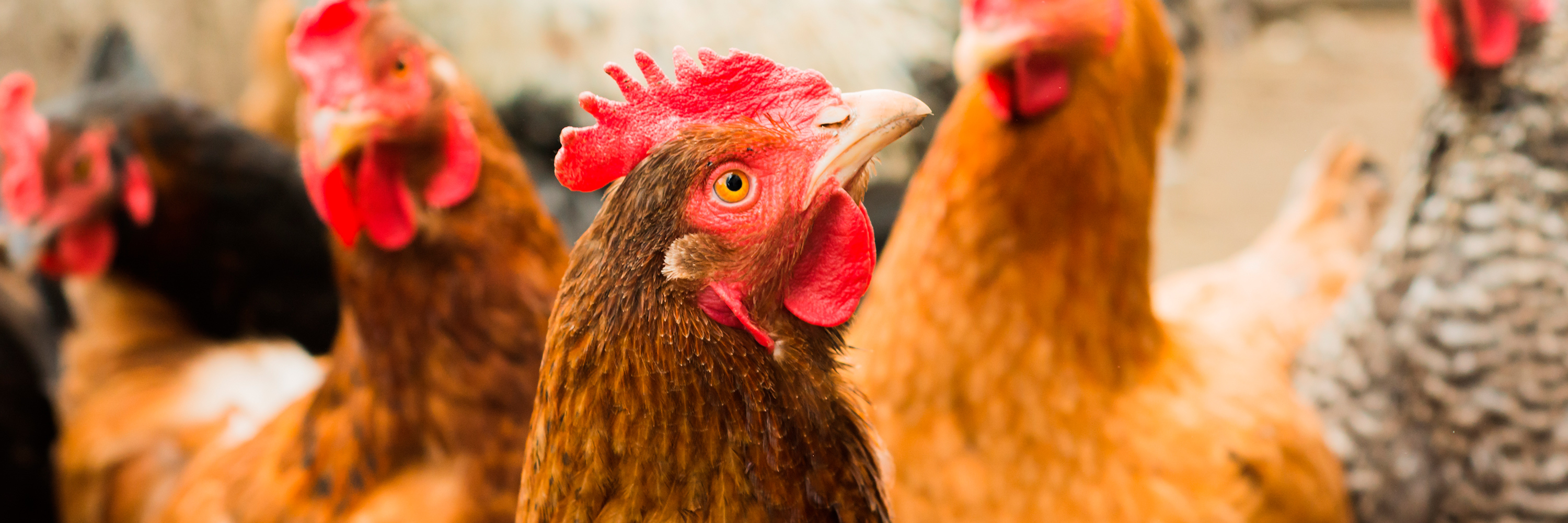 Bird,Chicken,Comb,Natural environment,Beak,Mammal