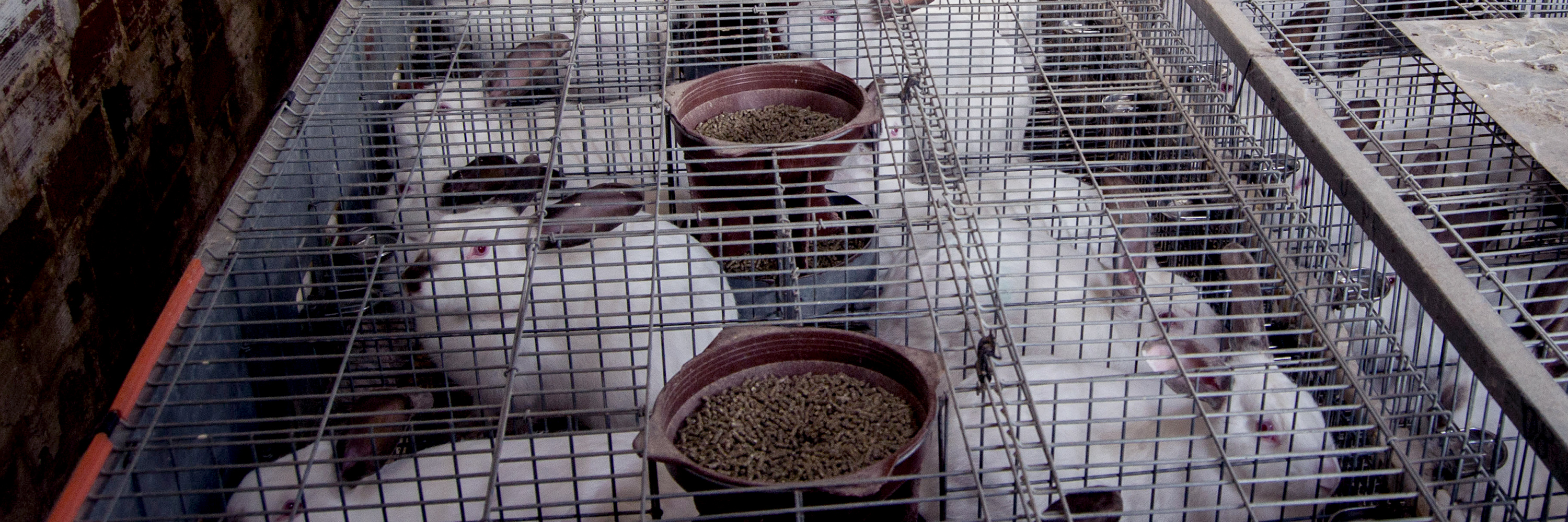 Animal feed,Mammal,Small animal food,Ingredient,Bird supply,Bird food,Cat supply