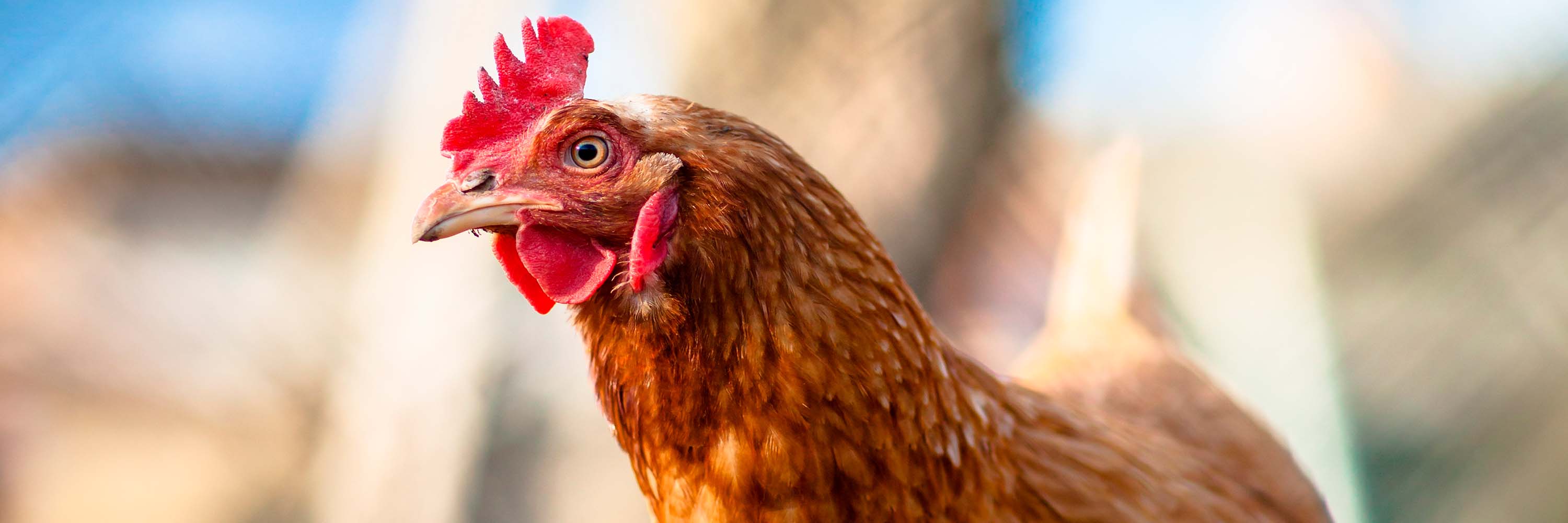 Bird,Chicken,Comb,Beak,Rooster,Feather