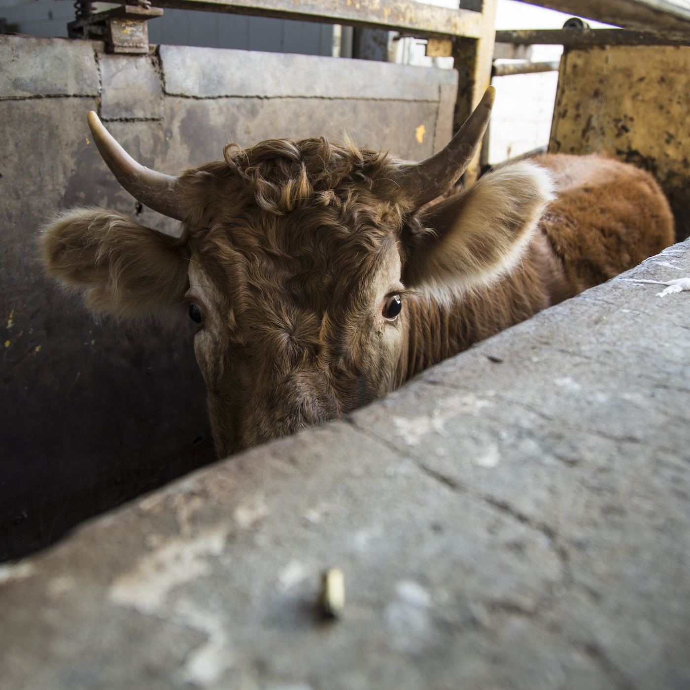 Bull,Horn,Snout,Grass,farmed animal