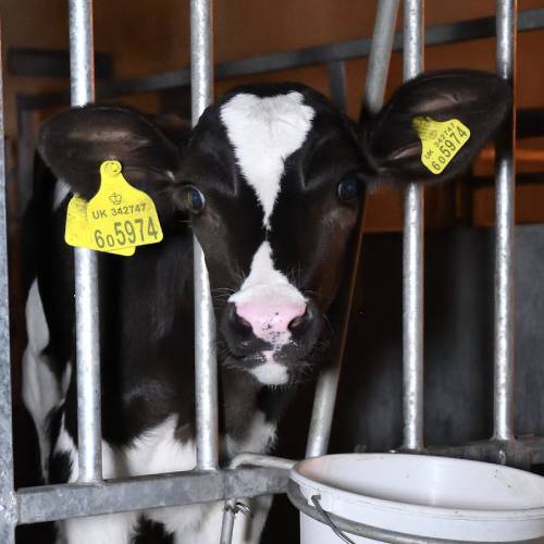 Head,Human body,Dairy cow,Horn,farmed animal,Snout