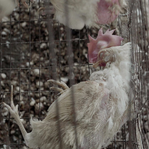 Bird,Beak,Branch,Feather,Twig,Mesh,Chicken