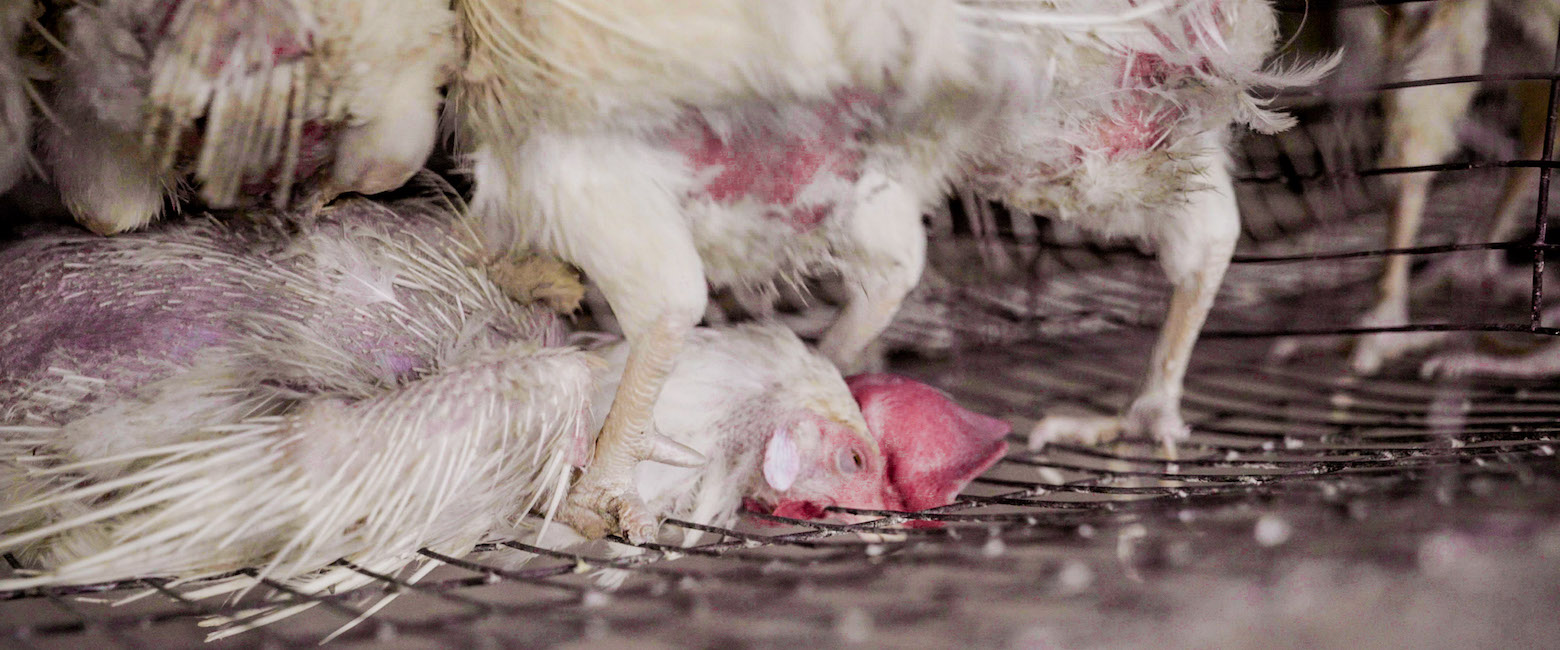 Bird,Pink,Beak,Feather,Snout,Tail,farmed animal