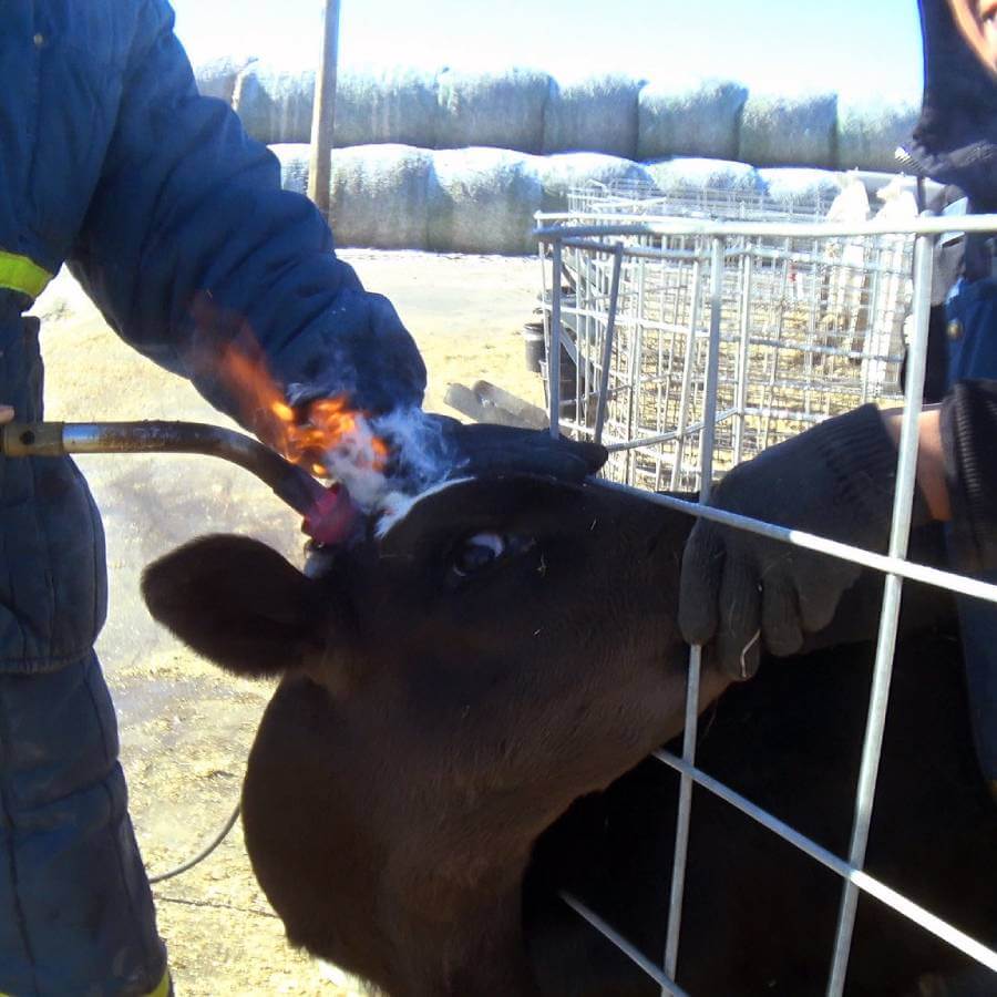 Fence,Dairy cow,Snout,farmed animal,Bull,Horn,Landscape