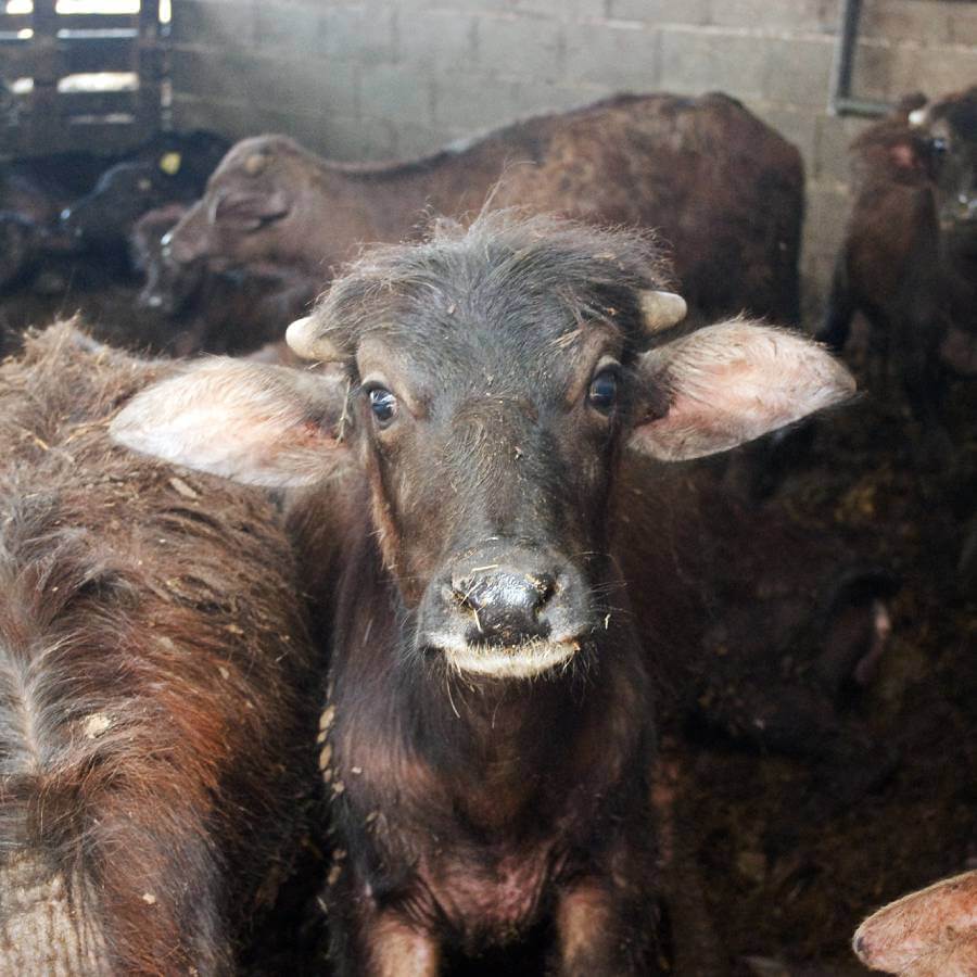 Head,Horn,Snout,farmed animal,Landscape