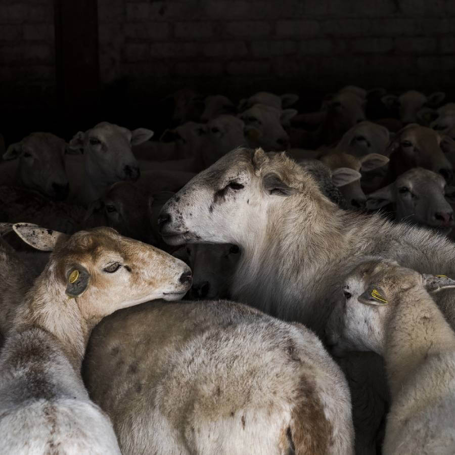 Mammal,Snout,farmed animal,Herd,Wildlife,Event