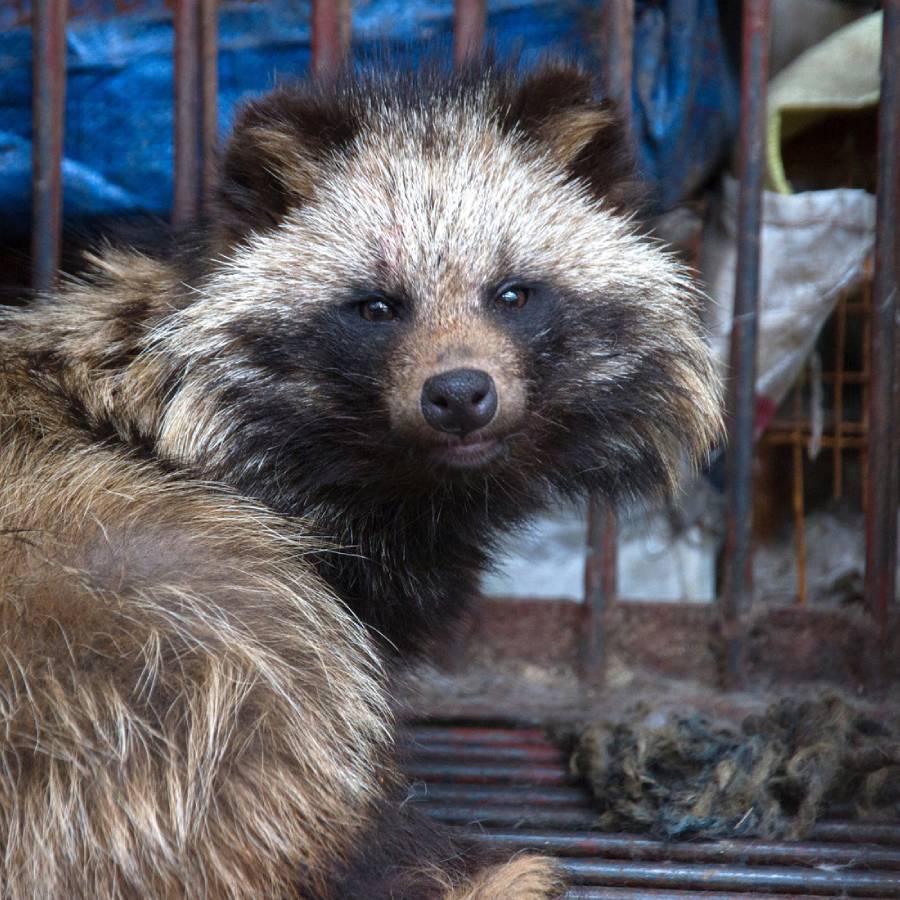 Whiskers,Snout,Procyonidae,Claw,Wildlife,Procyon