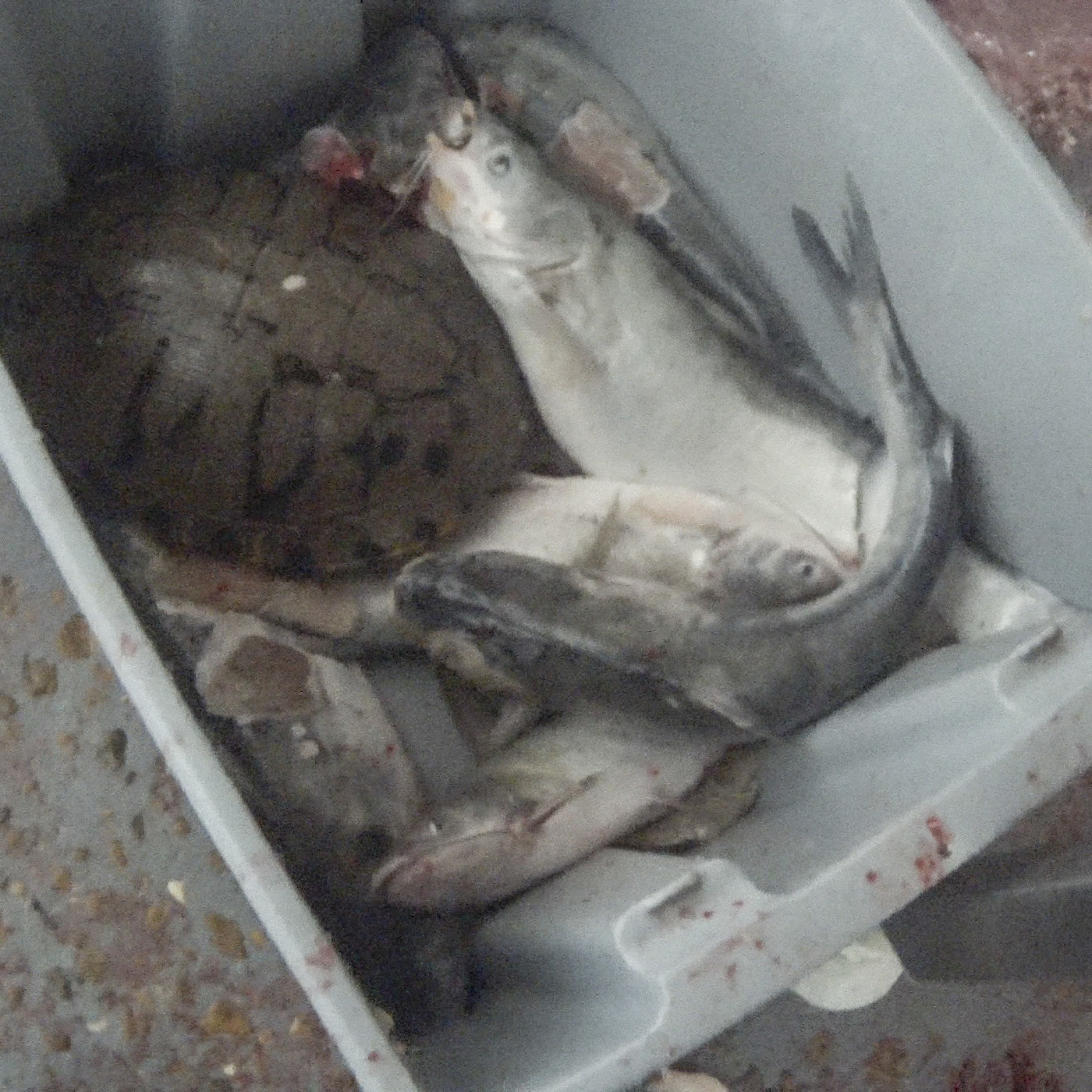 Food,Fish,Fish products,Seafood,Fin,Ray-finned fish,Bony-fish
