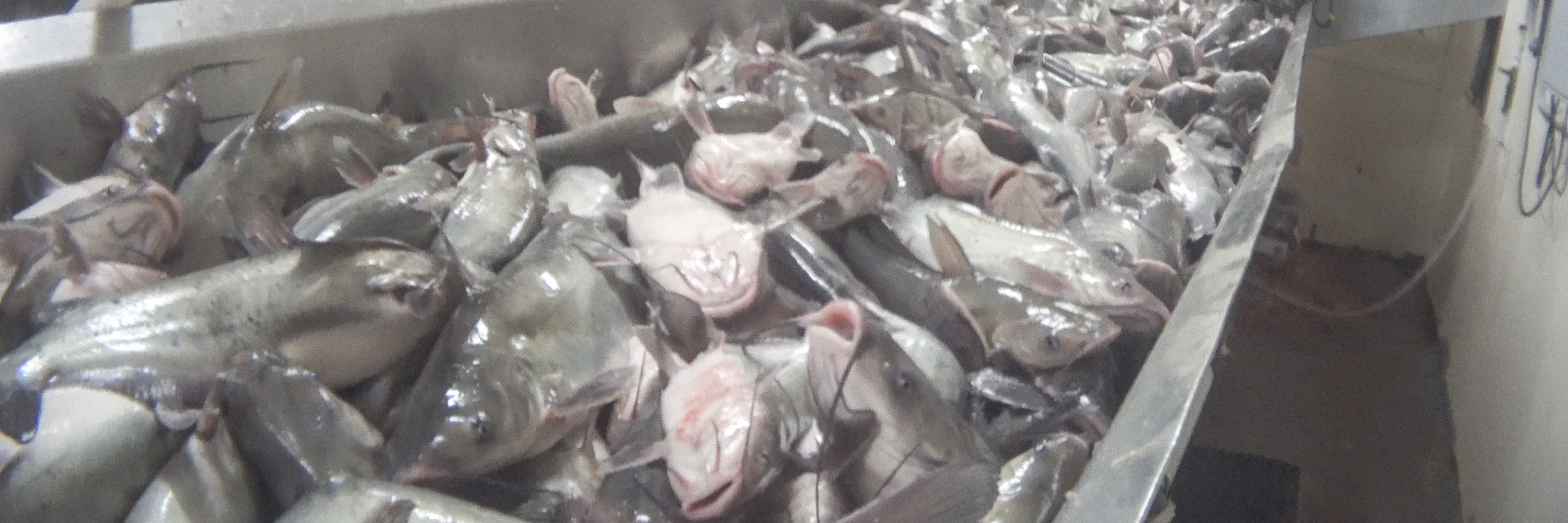 Food,Cuisine,Plastic,Dish,Metal,Aluminium,Auto part