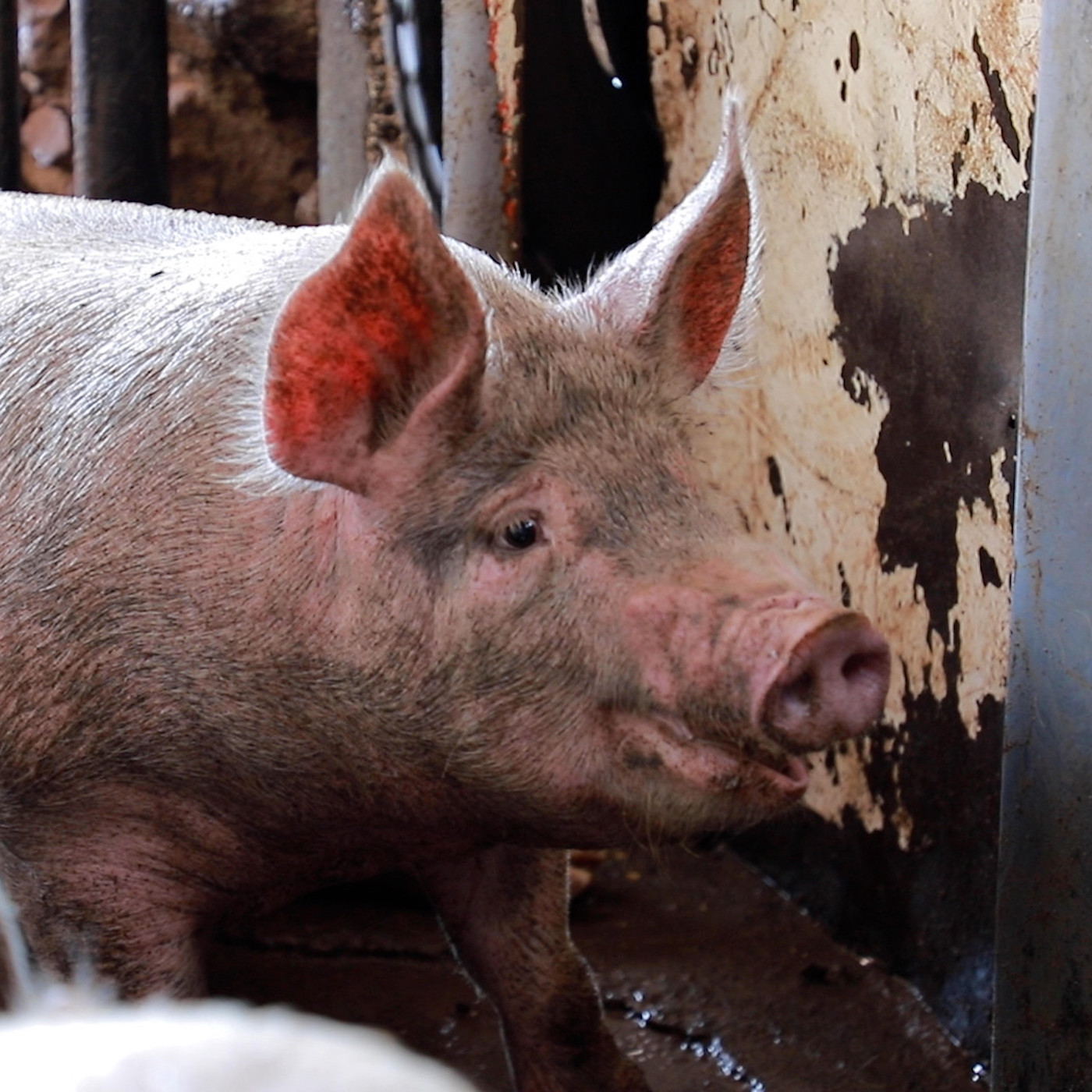 Snout,Domestic pig,farmed animal,Meat,Flesh