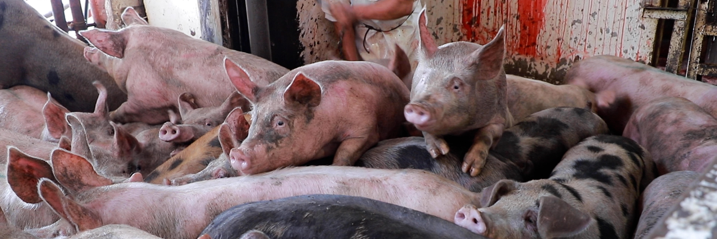 multiple scared pigs climbing over each other trying to escape a slaughterhouse worker