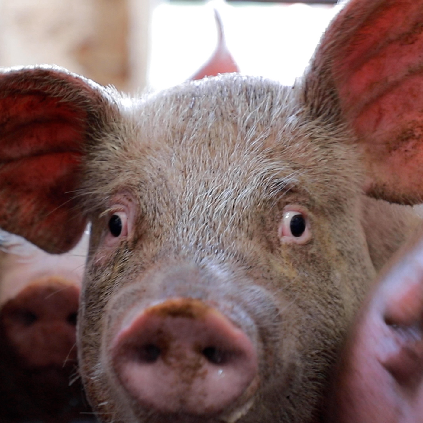 Head,Photograph,Snout,farmed animal,Dish