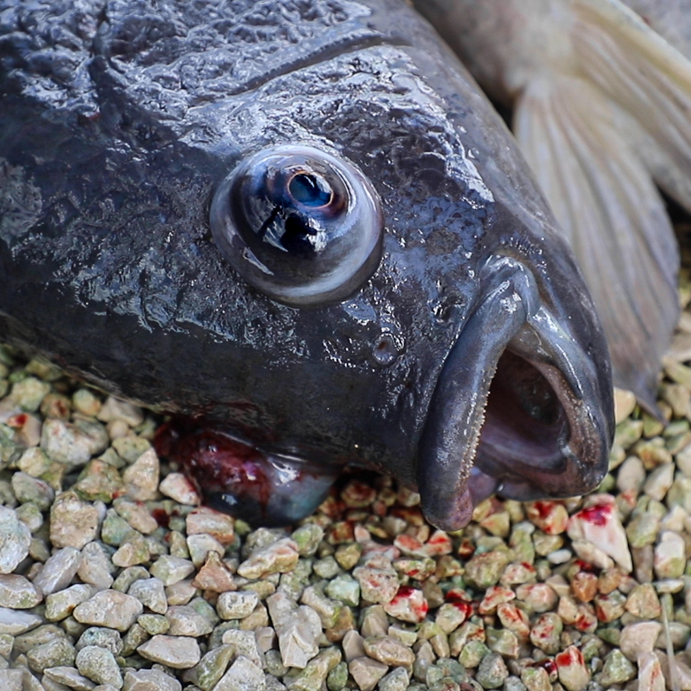 Nature,Botany,Fish,Snout,Seafood