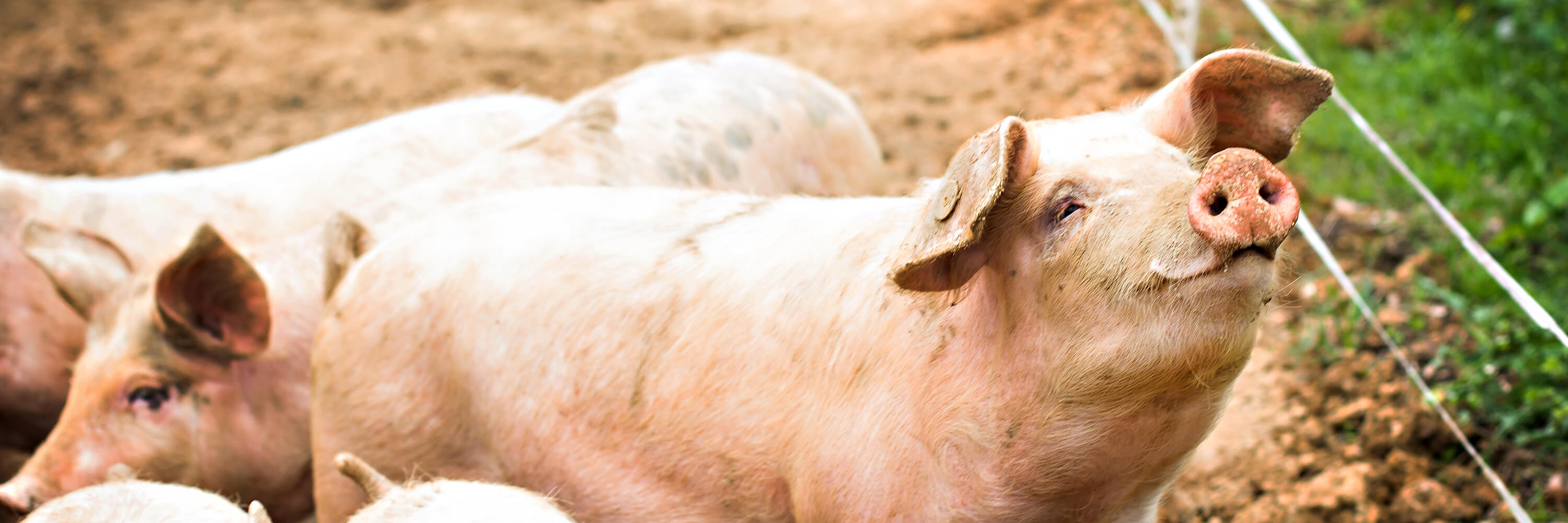 Mammal,Wrinkle,farmed animal,Snout,Horn