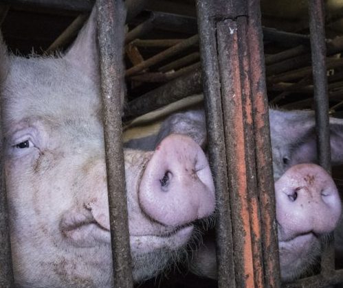 Head,Domestic pig,farmed animal,Snout,Service