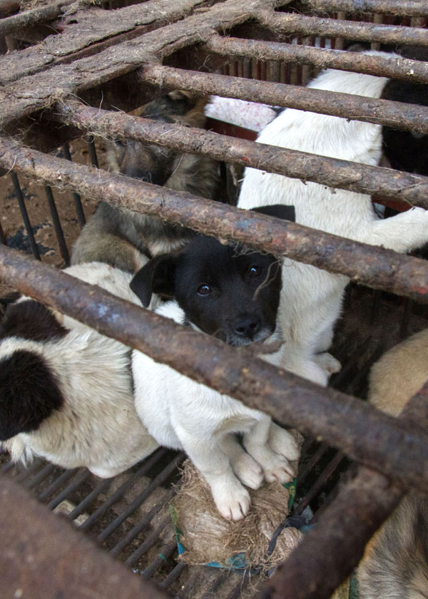 Snout,Fence,Dog breed,Animal shelter,Landscape