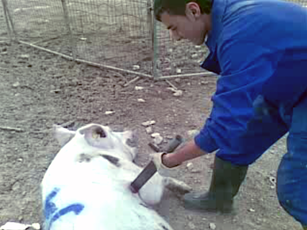 Mammal,Fence,Snout,Wildlife biologist,Landscape,farmed animal,Soil