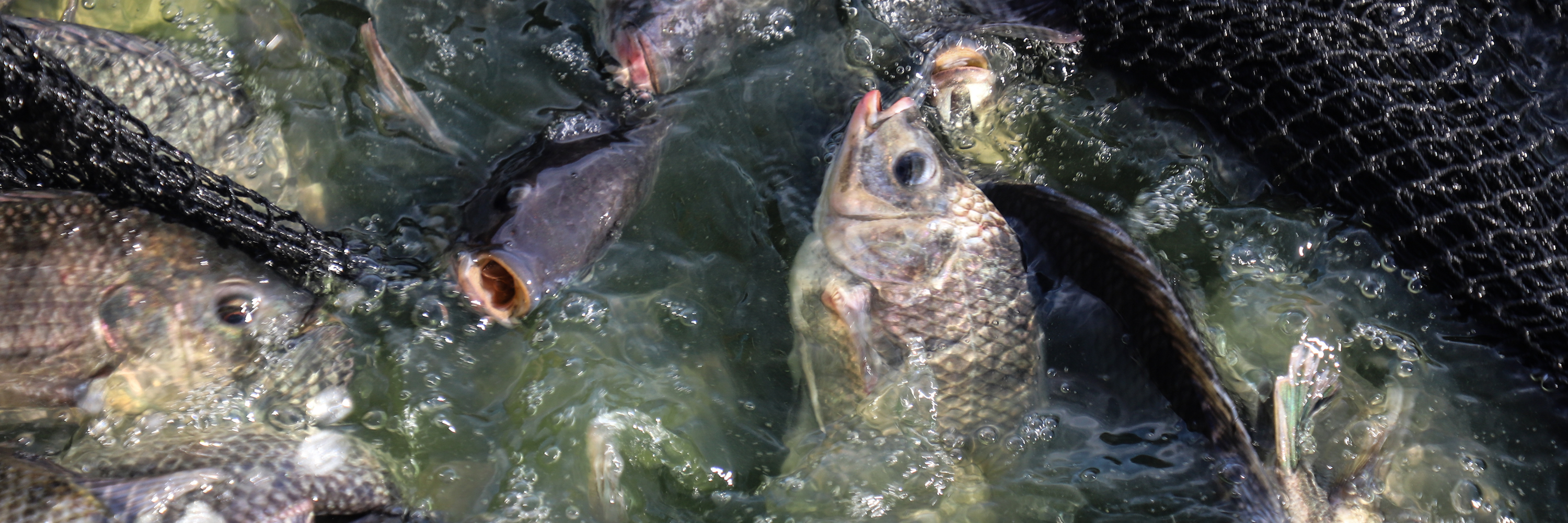 Water,Nature,Mammal,Fish,Watercourse,Ray-finned fish