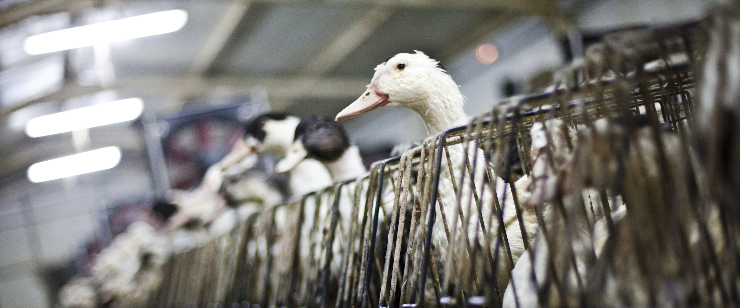 Bird,Beak,Feather,Fence,Waterfowl,Ducks, geese and swans