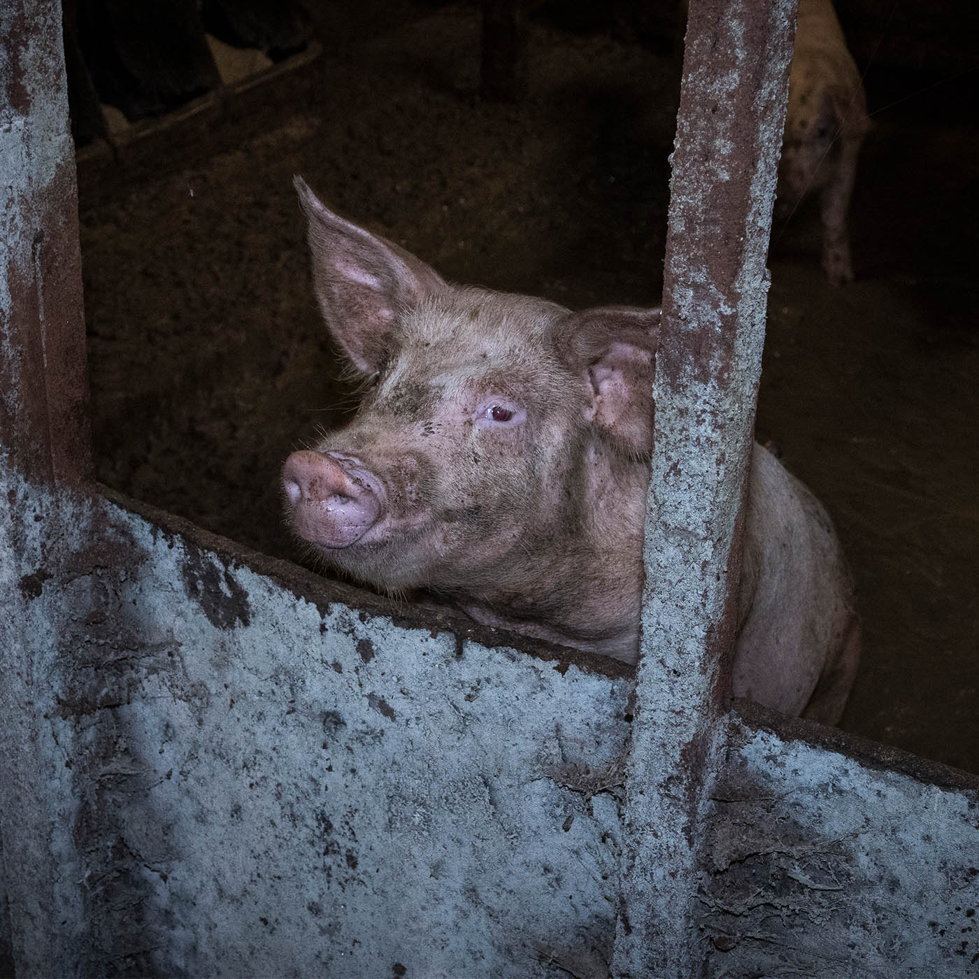 Snout,Domestic pig,Boar,farmed animal,Peccary,Meat