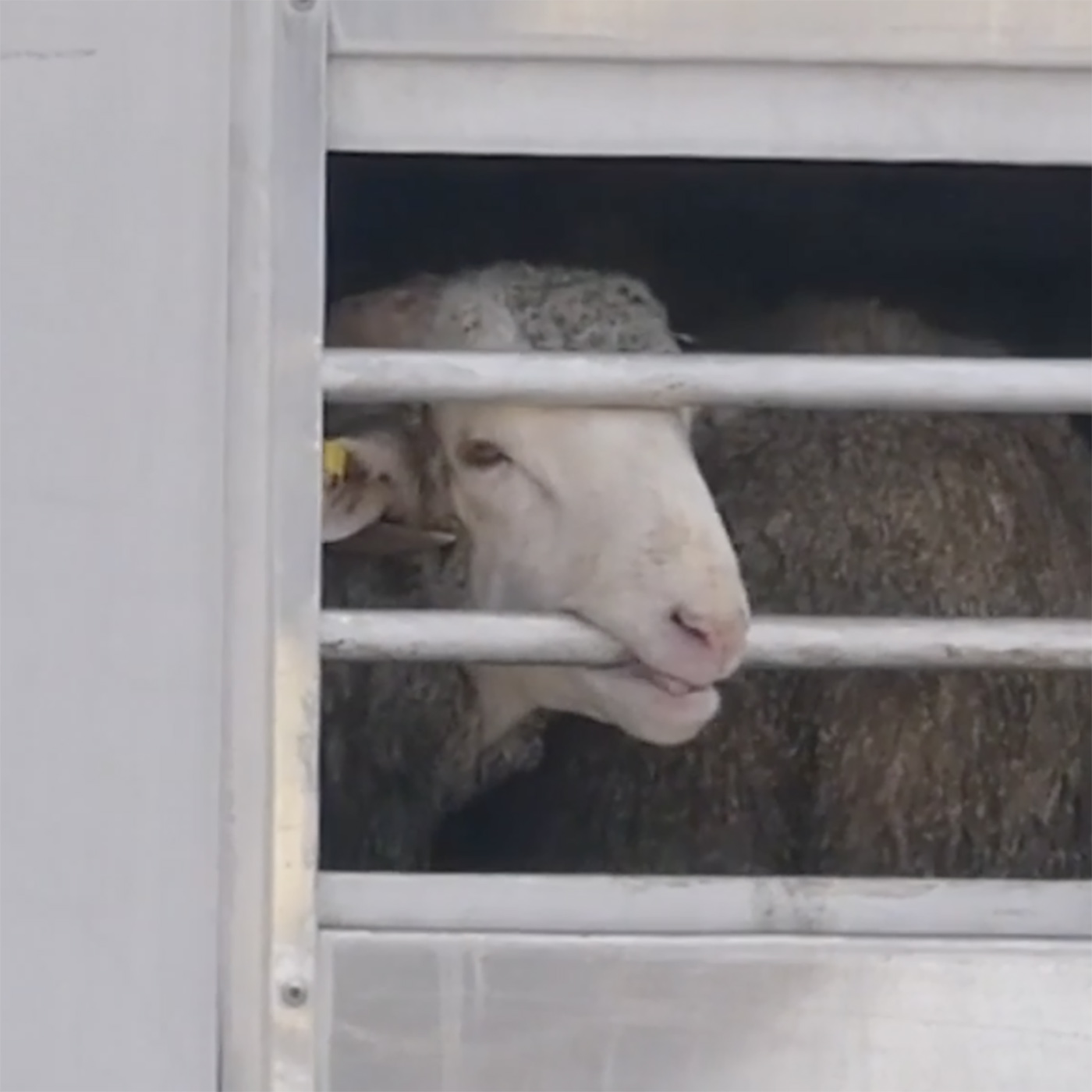 Snout,farmed animal,Whiskers,Dairy,Animal shelter,Goats