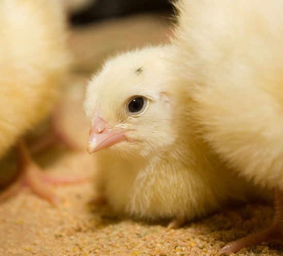 Bird,Chicken,Beak,Feather,farmed animal,Close-up,Whiskers