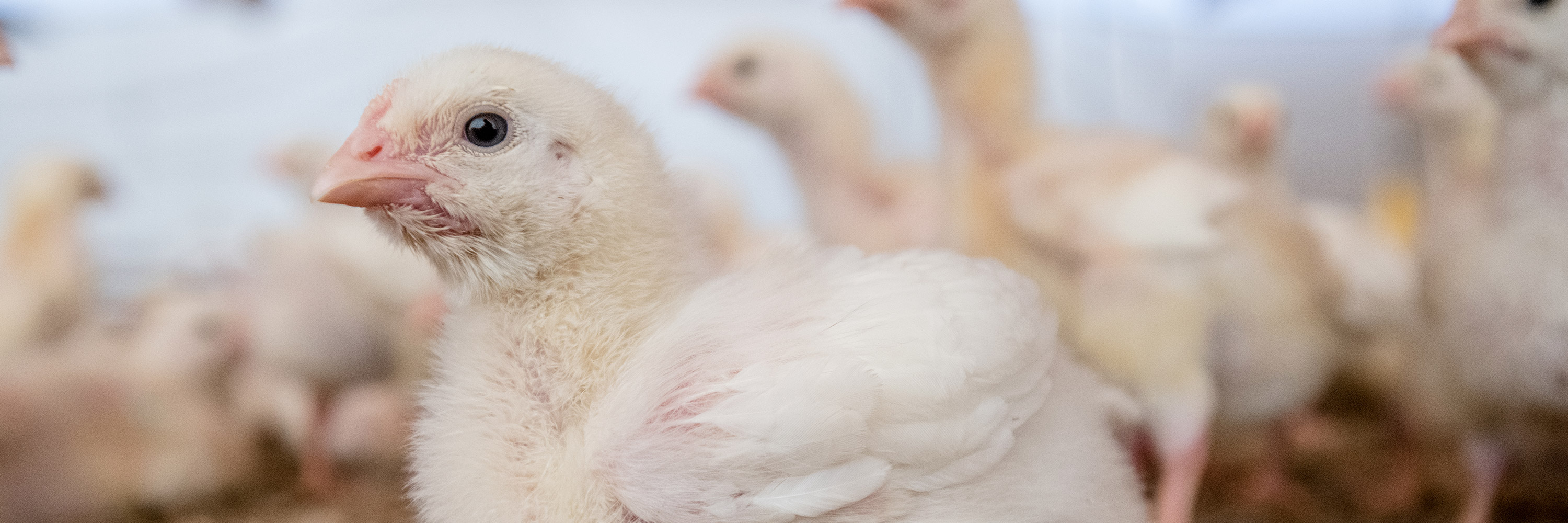 chicken living in a factory farm