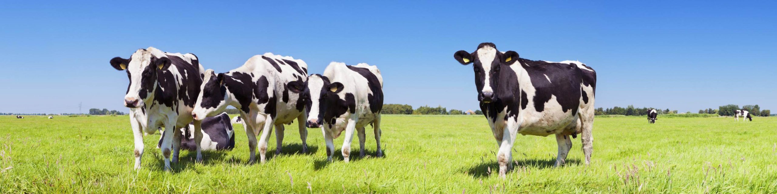 Cows outdoors