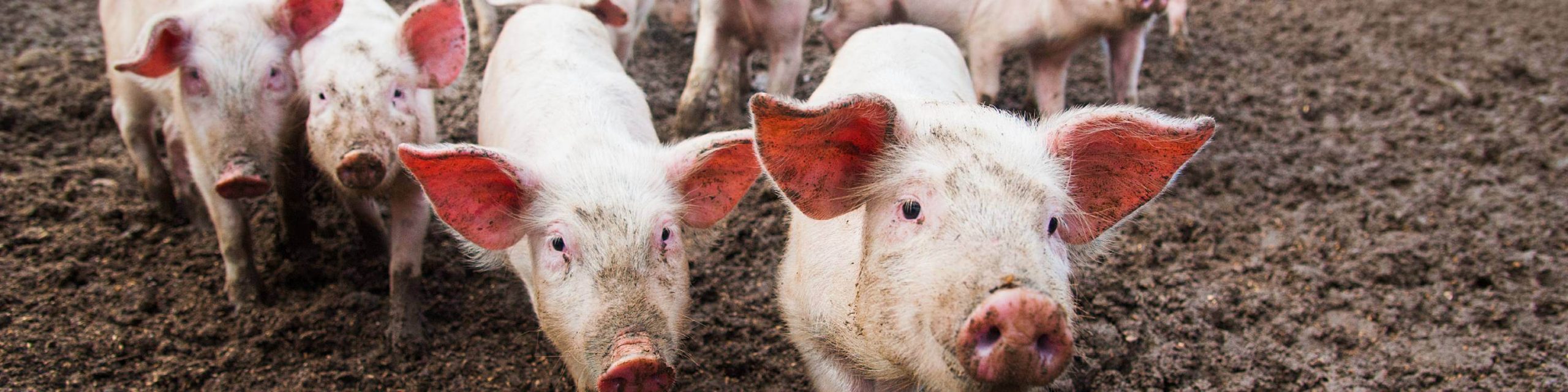 Pigs