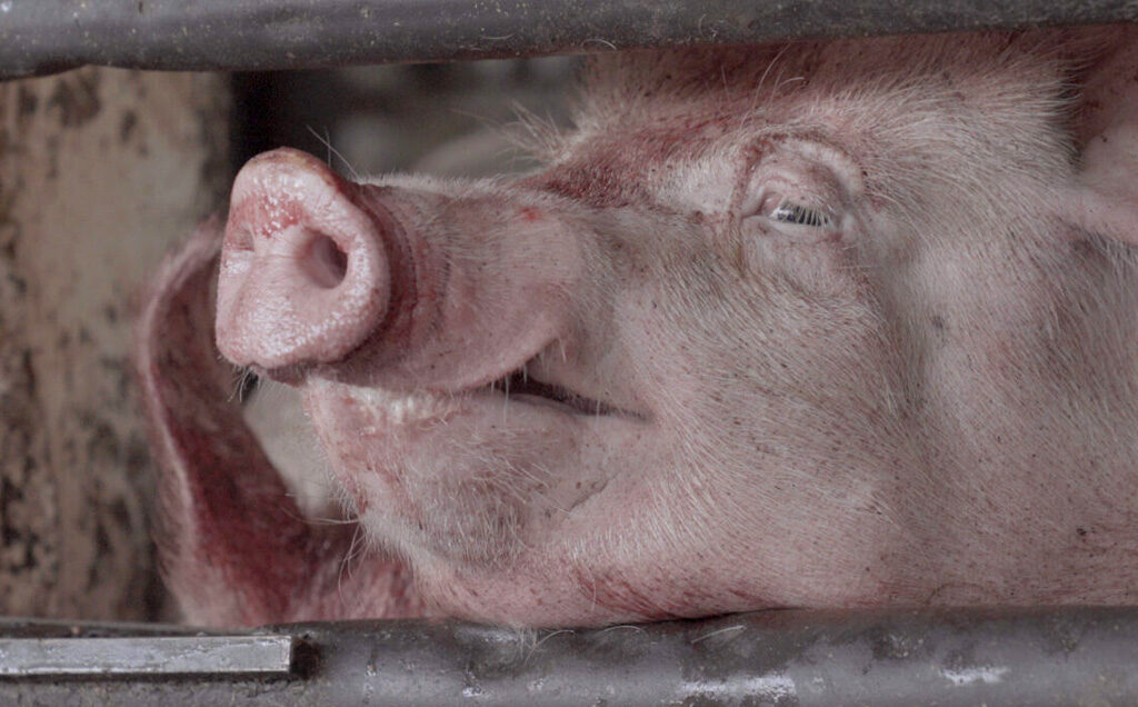 Pig in a truck on the way to a slaughterhouse