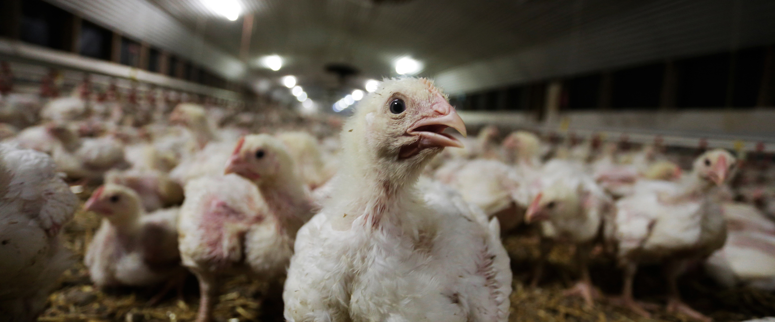 Bird,Chicken,Beak,Comb,Feather,Fowl,farmed animal