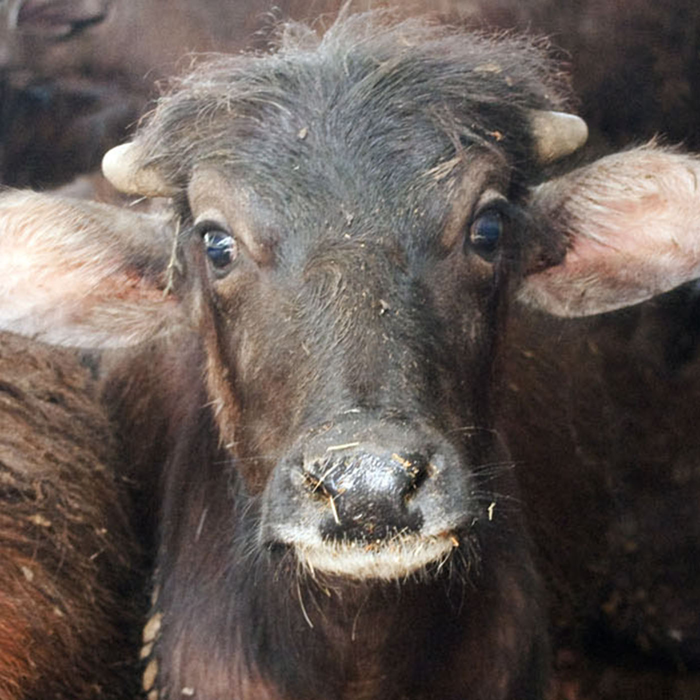 Horn,Snout,Water buffalo,farmed animal,Wrinkle,Bull