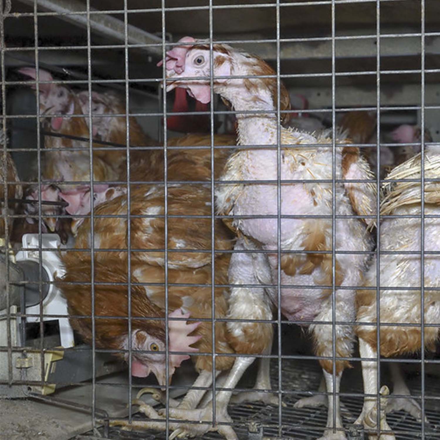 Hens in cages