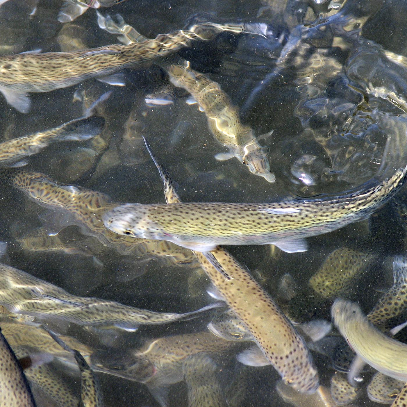 Fish,Snake,Fin,Pattern,Fish supply,Metal,Oily fish