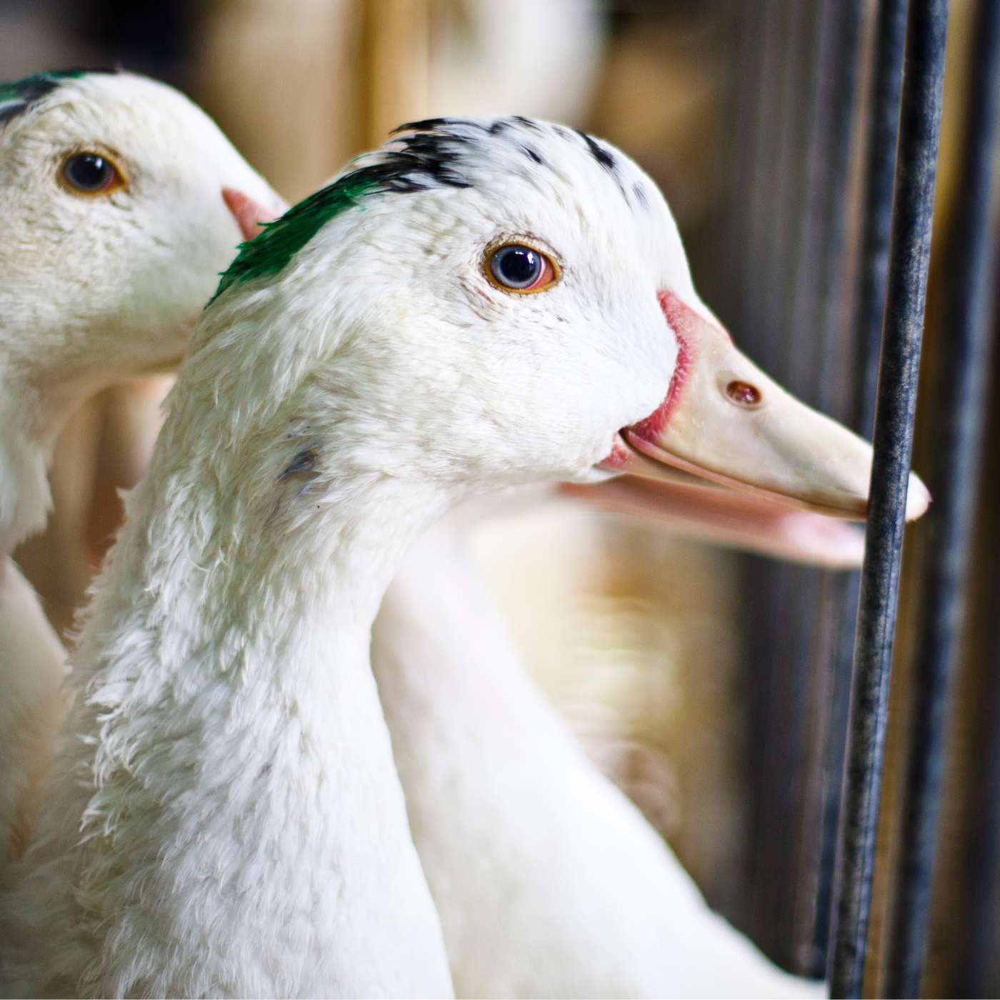 foie gras