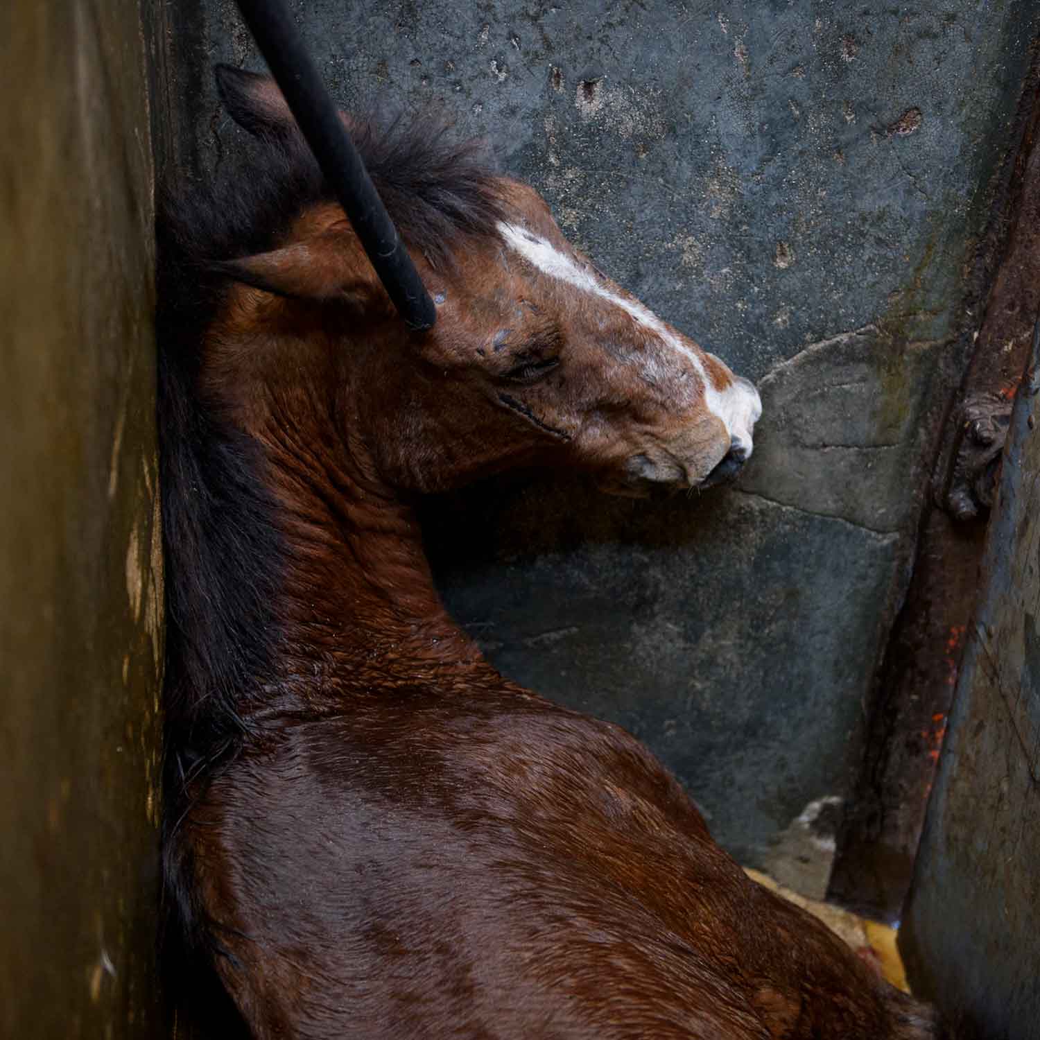 Horse being stunned in Chiapas slaughterhouse